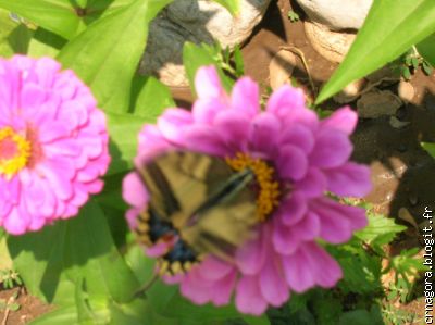 Il y a beaucoup de papillons dans le Crna Gora...